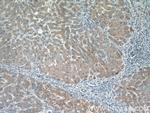 HSPC159 Antibody in Immunohistochemistry (Paraffin) (IHC (P))