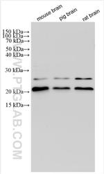 HSPC159 Antibody in Western Blot (WB)