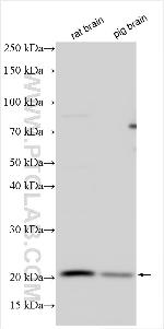 HSPC159 Antibody in Western Blot (WB)