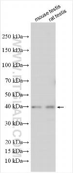 DMPK Antibody in Western Blot (WB)