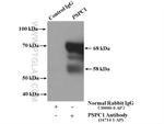 PSPC1 Antibody in Immunoprecipitation (IP)