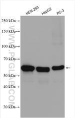 PSPC1 Antibody in Western Blot (WB)