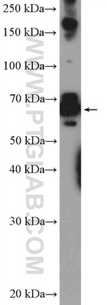 PSPC1 Antibody in Western Blot (WB)