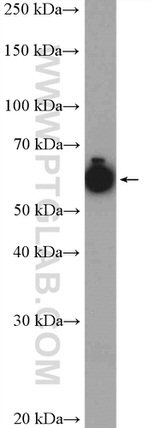 PSPC1 Antibody in Western Blot (WB)