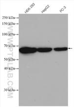 PSPC1 Antibody in Western Blot (WB)