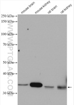 NPL Antibody in Western Blot (WB)