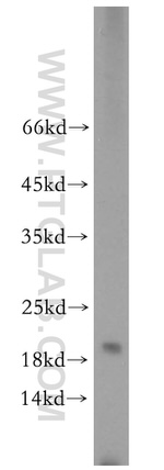 ARPC5 Antibody in Western Blot (WB)
