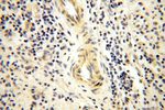 NDUFB11 Antibody in Immunohistochemistry (Paraffin) (IHC (P))