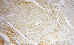 NDUFB11 Antibody in Immunohistochemistry (Paraffin) (IHC (P))