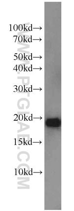 NDUFB11 Antibody in Western Blot (WB)