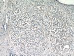 TMEM71 Antibody in Immunohistochemistry (Paraffin) (IHC (P))