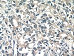 TMEM71 Antibody in Immunohistochemistry (Paraffin) (IHC (P))