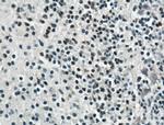 SOX15 Antibody in Immunohistochemistry (Paraffin) (IHC (P))