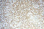 GCSH Antibody in Immunohistochemistry (Paraffin) (IHC (P))