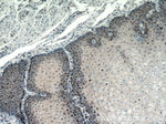 TRMT6 Antibody in Immunohistochemistry (Paraffin) (IHC (P))