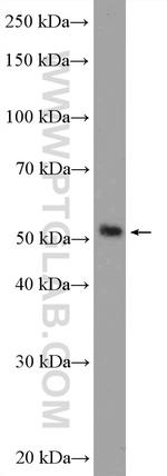 RILPL1 Antibody in Western Blot (WB)