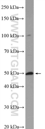 RILPL1 Antibody in Western Blot (WB)