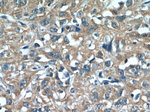 N4BP3 Antibody in Immunohistochemistry (Paraffin) (IHC (P))
