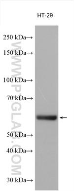 BAIAP2L2 Antibody in Western Blot (WB)