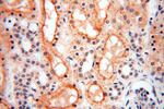 TASP1 Antibody in Immunohistochemistry (Paraffin) (IHC (P))