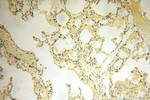 TASP1 Antibody in Immunohistochemistry (Paraffin) (IHC (P))