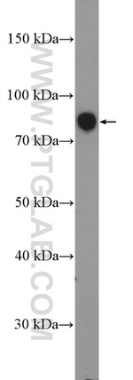 TBX3 Antibody in Western Blot (WB)