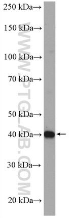 SPOP Antibody in Western Blot (WB)