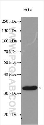 HSD17B8 Antibody in Western Blot (WB)