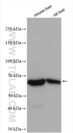 PCK1 Antibody in Western Blot (WB)
