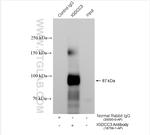 IGDCC3 Antibody in Immunoprecipitation (IP)