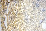 AGPAT6 Antibody in Immunohistochemistry (Paraffin) (IHC (P))