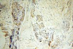 AGPAT6 Antibody in Immunohistochemistry (Paraffin) (IHC (P))