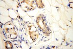 AGPAT6 Antibody in Immunohistochemistry (Paraffin) (IHC (P))