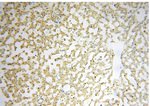 AGPAT6 Antibody in Immunohistochemistry (Paraffin) (IHC (P))