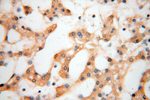 AGPAT6 Antibody in Immunohistochemistry (Paraffin) (IHC (P))