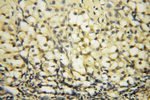 AGPAT6 Antibody in Immunohistochemistry (Paraffin) (IHC (P))