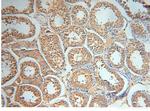 AGPAT6 Antibody in Immunohistochemistry (Paraffin) (IHC (P))