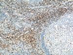 CD6 Antibody in Immunohistochemistry (Paraffin) (IHC (P))