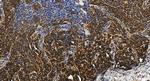 MRPL40 Antibody in Immunohistochemistry (Paraffin) (IHC (P))
