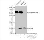 MRPL40 Antibody in Immunoprecipitation (IP)