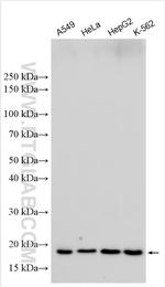 MRPL40 Antibody in Western Blot (WB)
