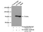GLT25D1 Antibody in Immunoprecipitation (IP)