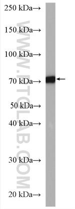 GLT25D1 Antibody in Western Blot (WB)