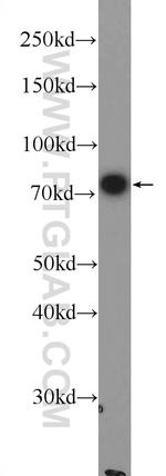 GLT25D1 Antibody in Western Blot (WB)