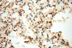 SPAG11A Antibody in Immunohistochemistry (Paraffin) (IHC (P))