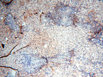 SPAG11A Antibody in Immunohistochemistry (Paraffin) (IHC (P))