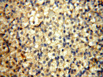 SPAG11A Antibody in Immunohistochemistry (Paraffin) (IHC (P))