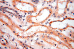 SPAG11A Antibody in Immunohistochemistry (Paraffin) (IHC (P))