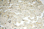 SPAG11A Antibody in Immunohistochemistry (Paraffin) (IHC (P))