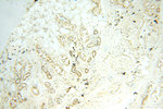 SPAG11A Antibody in Immunohistochemistry (Paraffin) (IHC (P))